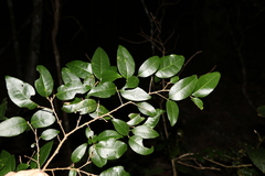 Cleistanthus cunninghamii