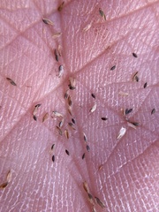 Cyperus pseudovegetus