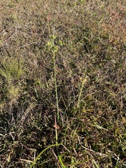 Cyperus pseudovegetus