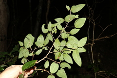 Cleistanthus cunninghamii