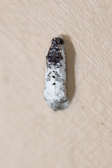 Oriodryas olbophora