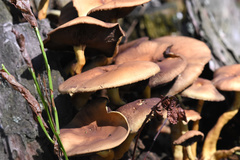 Fungi