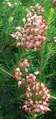 Erica multiflora