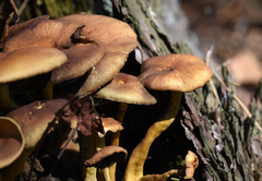Fungi