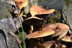 Fungi