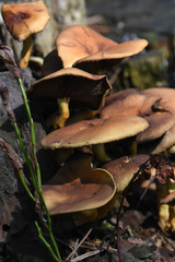 Fungi