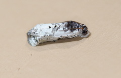 Oriodryas olbophora