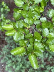 Nothofagus antarctica