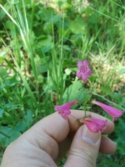 Penstemon pseudospectabilis