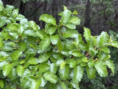 Nothofagus antarctica