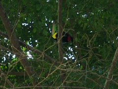 Ramphastos sulfuratus