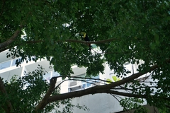 Ramphastos sulfuratus