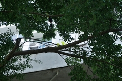 Ramphastos sulfuratus