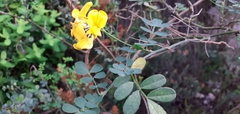 Hippocrepis emerus emerus