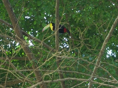 Ramphastos sulfuratus
