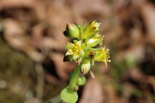 Image of Lenophyllum texanum by (c) Dakota Parish, some rights reserved (CC BY)