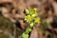 Lenophyllum texanum
