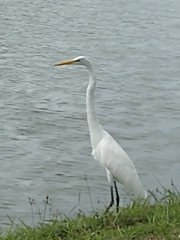 Ardea alba