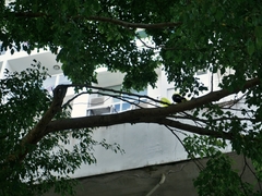 Ramphastos sulfuratus