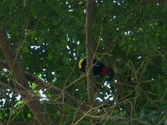 Ramphastos sulfuratus