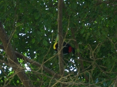 Ramphastos sulfuratus