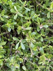 Baccharis magellanica