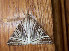 Phrataria replicataria