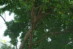 Ramphastos sulfuratus