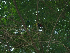 Ramphastos sulfuratus