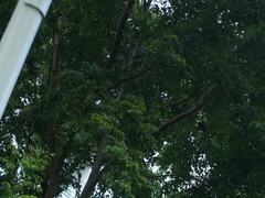 Ramphastos sulfuratus