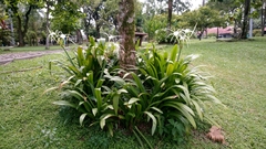 Hymenocallis speciosa