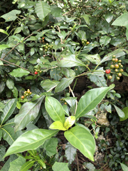Eumachia microdon