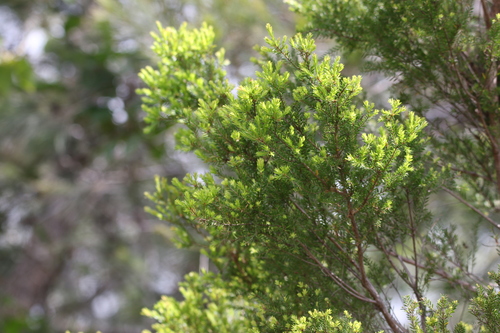 Image of Melaleuca sieberi by (c) Greg Tasney, some rights reserved (CC BY-SA)