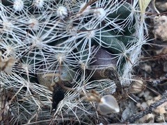 Mammillaria barbata