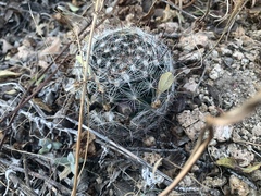 Mammillaria barbata