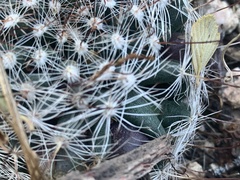 Mammillaria barbata