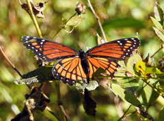 Limenitis archippus watsoni