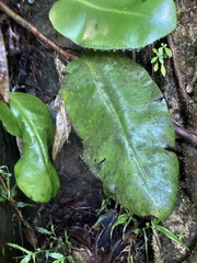 Elaphoglossum crinitum