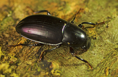 Apterotheca