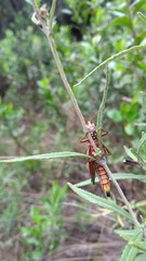 Agesander ruficornis