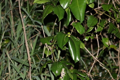 Tetrastigma nitens