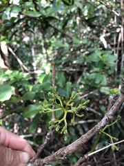Pisonia taina