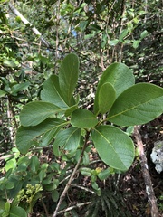 Pisonia taina