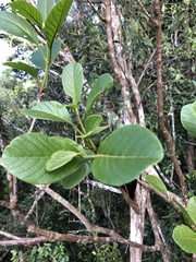 Pisonia taina
