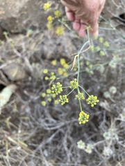 Anethum foeniculum image