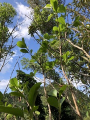 Pisonia taina
