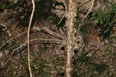 Araucaria cunninghamii