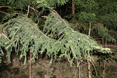 Araucaria cunninghamii