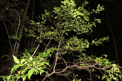 Cryptocarya laevigata
