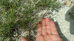 Bouteloua trifida